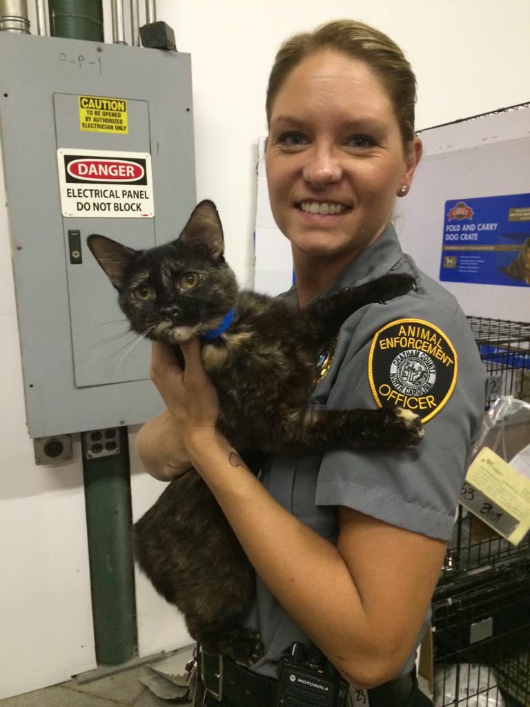 Animals rescued by Chatham County Animal Services to be available for ...